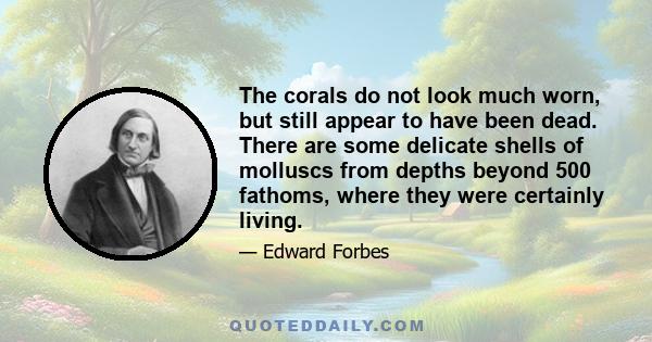 The corals do not look much worn, but still appear to have been dead. There are some delicate shells of molluscs from depths beyond 500 fathoms, where they were certainly living.