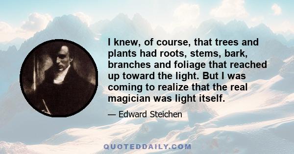 I knew, of course, that trees and plants had roots, stems, bark, branches and foliage that reached up toward the light. But I was coming to realize that the real magician was light itself.