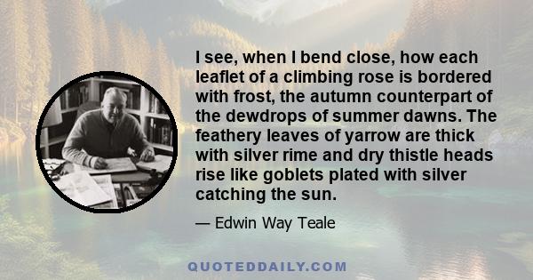 I see, when I bend close, how each leaflet of a climbing rose is bordered with frost, the autumn counterpart of the dewdrops of summer dawns. The feathery leaves of yarrow are thick with silver rime and dry thistle