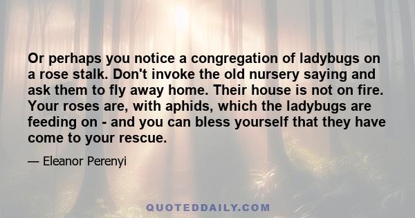 Or perhaps you notice a congregation of ladybugs on a rose stalk. Don't invoke the old nursery saying and ask them to fly away home. Their house is not on fire. Your roses are, with aphids, which the ladybugs are