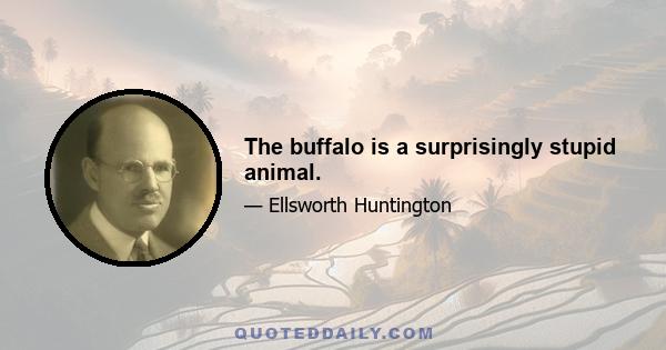 The buffalo is a surprisingly stupid animal.