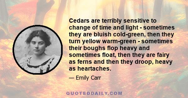 Cedars are terribly sensitive to change of time and light - sometimes they are bluish cold-green, then they turn yellow warm-green - sometimes their boughs flop heavy and sometimes float, then they are fairy as ferns