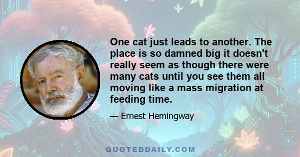 One cat just leads to another. The place is so damned big it doesn't really seem as though there were many cats until you see them all moving like a mass migration at feeding time.