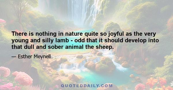 There is nothing in nature quite so joyful as the very young and silly lamb - odd that it should develop into that dull and sober animal the sheep.