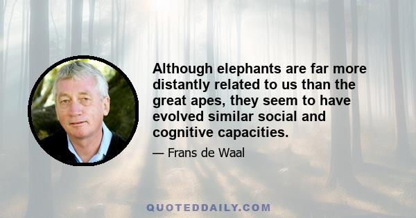 Although elephants are far more distantly related to us than the great apes, they seem to have evolved similar social and cognitive capacities.