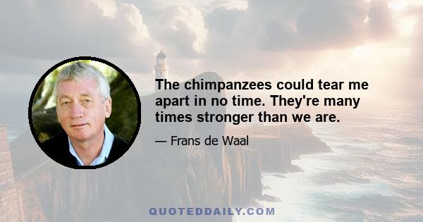 The chimpanzees could tear me apart in no time. They're many times stronger than we are.