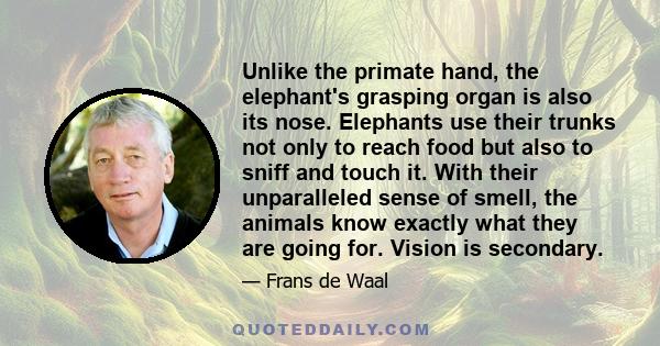 Unlike the primate hand, the elephant's grasping organ is also its nose. Elephants use their trunks not only to reach food but also to sniff and touch it. With their unparalleled sense of smell, the animals know exactly 