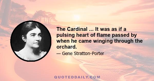 The Cardinal ... It was as if a pulsing heart of flame passed by when he came winging through the orchard.