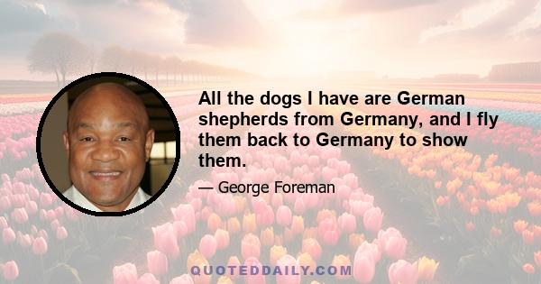 All the dogs I have are German shepherds from Germany, and I fly them back to Germany to show them.