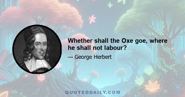 Whether shall the Oxe goe, where he shall not labour?