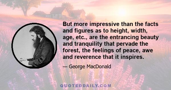 But more impressive than the facts and figures as to height, width, age, etc., are the entrancing beauty and tranquility that pervade the forest, the feelings of peace, awe and reverence that it inspires.