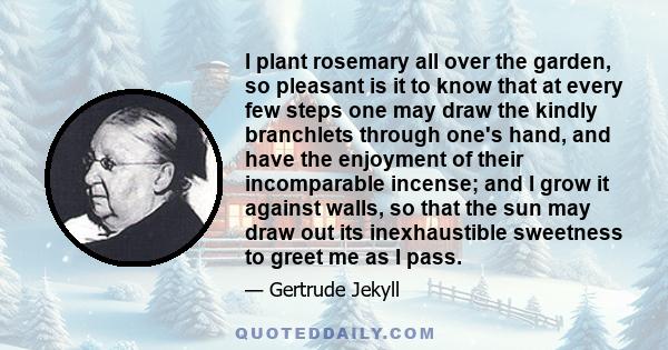 I plant rosemary all over the garden, so pleasant is it to know that at every few steps one may draw the kindly branchlets through one's hand, and have the enjoyment of their incomparable incense; and I grow it against