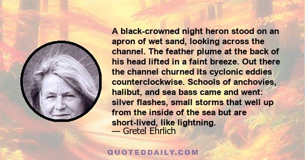 A black-crowned night heron stood on an apron of wet sand, looking across the channel. The feather plume at the back of his head lifted in a faint breeze. Out there the channel churned its cyclonic eddies