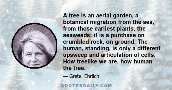 A tree is an aerial garden, a botanical migration from the sea, from those earliest plants, the seaweeds; it is a purchase on crumbled rock, on ground. The human, standing, is only a different upsweep and articulation