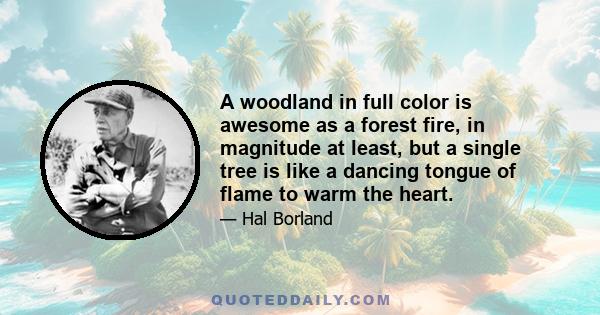 A woodland in full color is awesome as a forest fire, in magnitude at least, but a single tree is like a dancing tongue of flame to warm the heart.