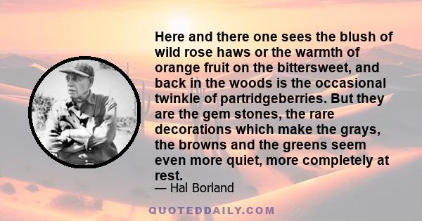 Here and there one sees the blush of wild rose haws or the warmth of orange fruit on the bittersweet, and back in the woods is the occasional twinkle of partridgeberries. But they are the gem stones, the rare