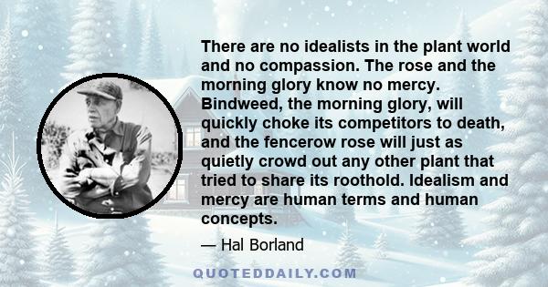 There are no idealists in the plant world and no compassion. The rose and the morning glory know no mercy. Bindweed, the morning glory, will quickly choke its competitors to death, and the fencerow rose will just as