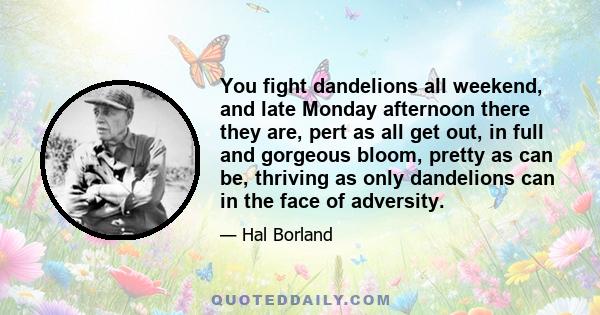 You fight dandelions all weekend, and late Monday afternoon there they are, pert as all get out, in full and gorgeous bloom, pretty as can be, thriving as only dandelions can in the face of adversity.