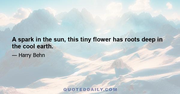 A spark in the sun, this tiny flower has roots deep in the cool earth.