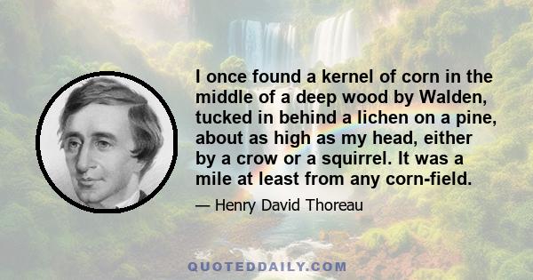 I once found a kernel of corn in the middle of a deep wood by Walden, tucked in behind a lichen on a pine, about as high as my head, either by a crow or a squirrel. It was a mile at least from any corn-field.