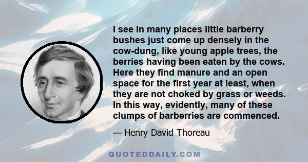 I see in many places little barberry bushes just come up densely in the cow-dung, like young apple trees, the berries having been eaten by the cows. Here they find manure and an open space for the first year at least,