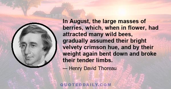 In August, the large masses of berries, which, when in flower, had attracted many wild bees, gradually assumed their bright velvety crimson hue, and by their weight again bent down and broke their tender limbs.