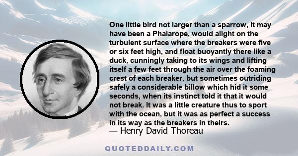 One little bird not larger than a sparrow, it may have been a Phalarope, would alight on the turbulent surface where the breakers were five or six feet high, and float buoyantly there like a duck, cunningly taking to