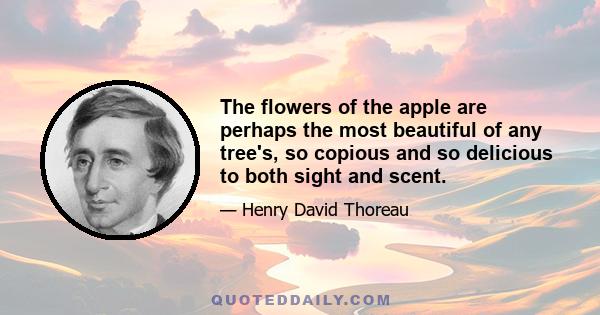 The flowers of the apple are perhaps the most beautiful of any tree's, so copious and so delicious to both sight and scent.