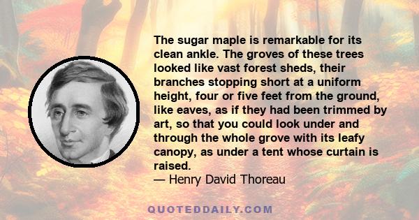 The sugar maple is remarkable for its clean ankle. The groves of these trees looked like vast forest sheds, their branches stopping short at a uniform height, four or five feet from the ground, like eaves, as if they