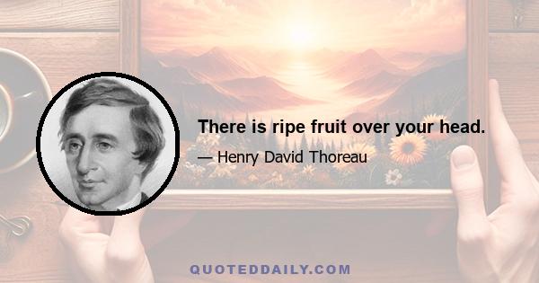 There is ripe fruit over your head.