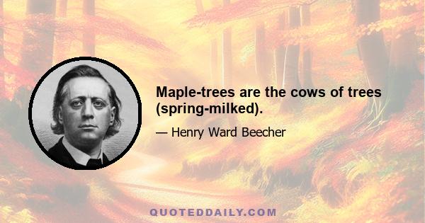 Maple-trees are the cows of trees (spring-milked).