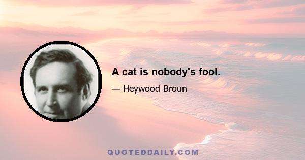 A cat is nobody's fool.