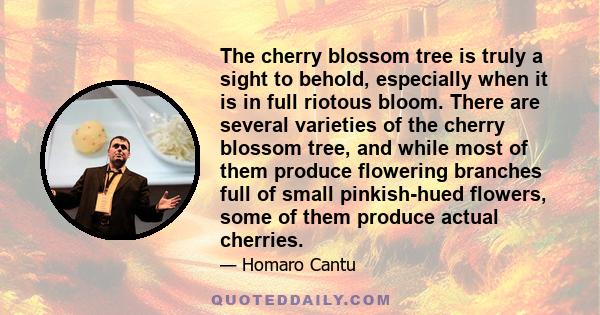 The cherry blossom tree is truly a sight to behold, especially when it is in full riotous bloom. There are several varieties of the cherry blossom tree, and while most of them produce flowering branches full of small