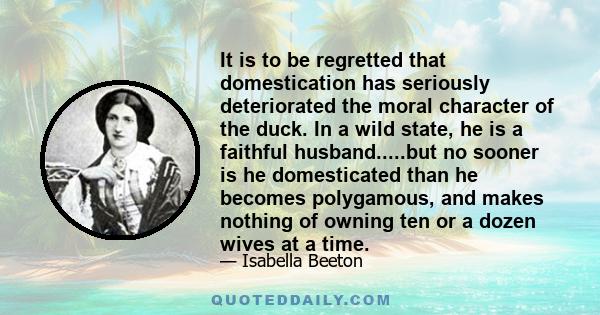 It is to be regretted that domestication has seriously deteriorated the moral character of the duck. In a wild state, he is a faithful husband.....but no sooner is he domesticated than he becomes polygamous, and makes