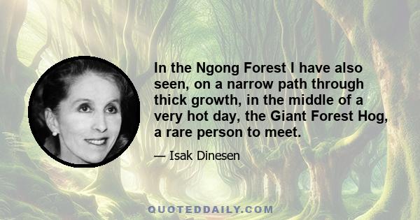 In the Ngong Forest I have also seen, on a narrow path through thick growth, in the middle of a very hot day, the Giant Forest Hog, a rare person to meet.