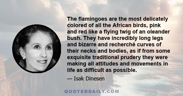 The flamingoes are the most delicately colored of all the African birds, pink and red like a flying twig of an oleander bush. They have incredibly long legs and bizarre and recherché curves of their necks and bodies, as 