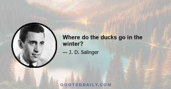 Where do the ducks go in the winter?