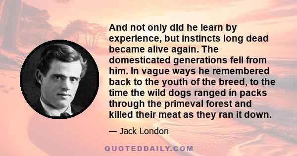 And not only did he learn by experience, but instincts long dead became alive again. The domesticated generations fell from him. In vague ways he remembered back to the youth of the breed, to the time the wild dogs