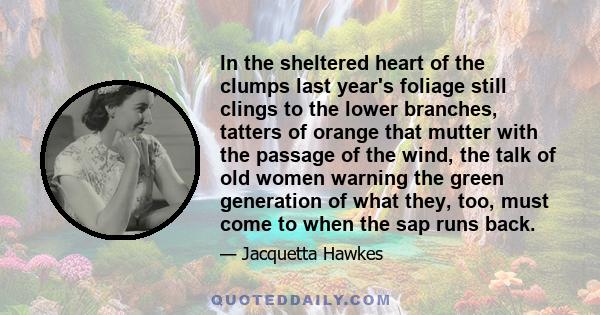 In the sheltered heart of the clumps last year's foliage still clings to the lower branches, tatters of orange that mutter with the passage of the wind, the talk of old women warning the green generation of what they,