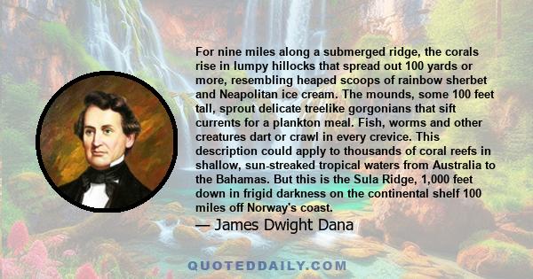 For nine miles along a submerged ridge, the corals rise in lumpy hillocks that spread out 100 yards or more, resembling heaped scoops of rainbow sherbet and Neapolitan ice cream. The mounds, some 100 feet tall, sprout