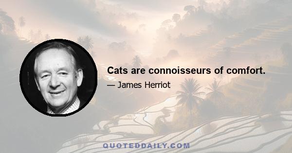 Cats are connoisseurs of comfort.