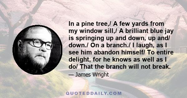 In a pine tree,/ A few yards from my window sill,/ A brilliant blue jay is springing up and down, up and/ down./ On a branch./ I laugh, as I see him abandon himself/ To entire delight, for he knows as well as I do/ That 