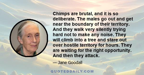 Chimps are brutal, and it is so deliberate. The males go out and get near the boundary of their territory. And they walk very silently trying hard not to make any noise. They will climb into a tree and stare out over