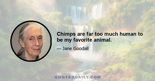 Chimps are far too much human to be my favorite animal.