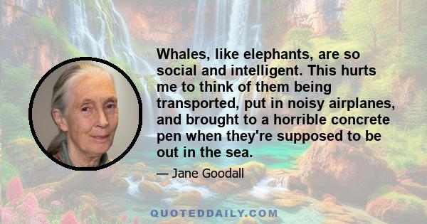 Whales, like elephants, are so social and intelligent. This hurts me to think of them being transported, put in noisy airplanes, and brought to a horrible concrete pen when they're supposed to be out in the sea.