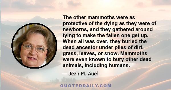 The other mammoths were as protective of the dying as they were of newborns, and they gathered around tying to make the fallen one get up. When all was over, they buried the dead ancestor under piles of dirt, grass,