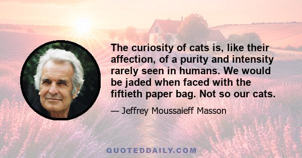 The curiosity of cats is, like their affection, of a purity and intensity rarely seen in humans. We would be jaded when faced with the fiftieth paper bag. Not so our cats.