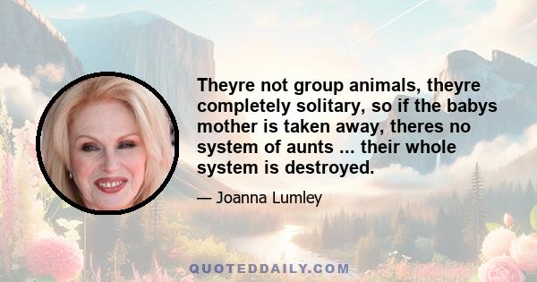 Theyre not group animals, theyre completely solitary, so if the babys mother is taken away, theres no system of aunts ... their whole system is destroyed.