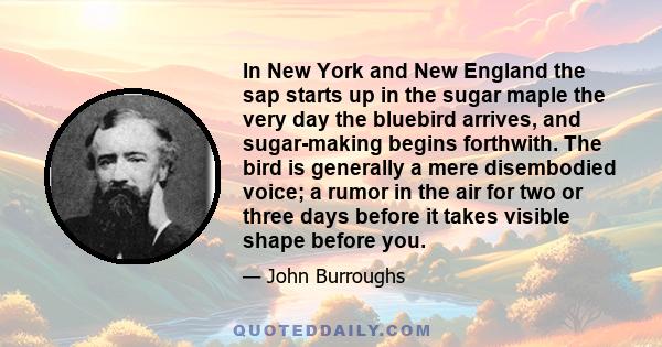 In New York and New England the sap starts up in the sugar maple the very day the bluebird arrives, and sugar-making begins forthwith. The bird is generally a mere disembodied voice; a rumor in the air for two or three