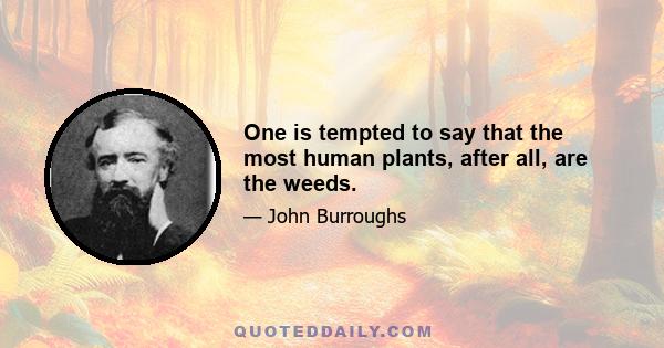 One is tempted to say that the most human plants, after all, are the weeds.